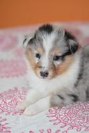 fluffy dog with black eyes