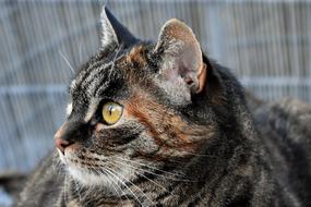 cute cat with big yellow eyes