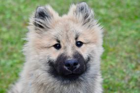 cute dog with a black muzzle