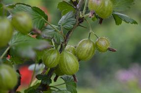 Gooseberry Green