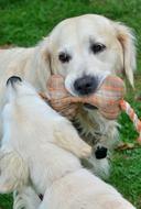 white dog with a toy in his mouth
