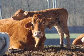 cows in the village