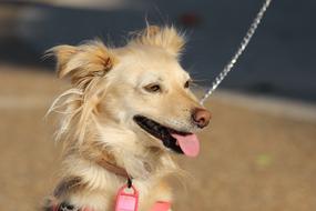 a young dog on a leash