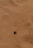 a black beetle on the sand
