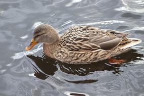 grey duck by the lake view