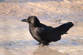 black bird in the water view