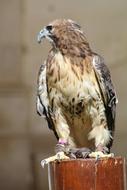 big eagle at the post
