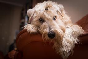 white fluffy dogs on the couch