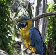 colored parrot at the post
