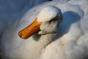 fluffy duck in feathers