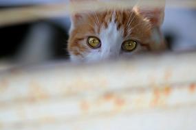 the cat hid behind the wall