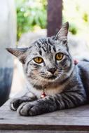 a furry animal with brown eyes