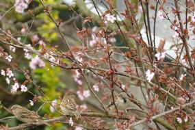 sakura flowers branches