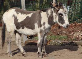 a white animal with black spots