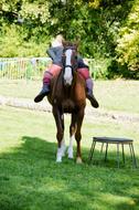 a big horse with bags on the grass