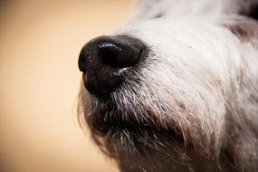 fluffy dog with a black nose face