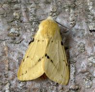 Moth Buff-Ermine Wings