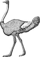 ostrich pencil drawing