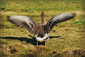 wild duck in a green field