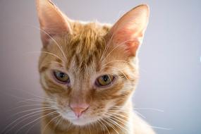 a cute ginger cat with big eyes