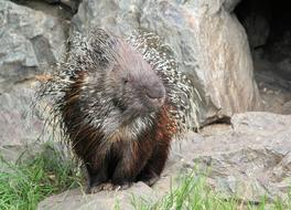 zoo animal rock