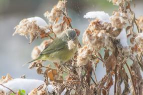 bird grass sweetheart