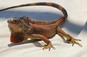 big brown iguana