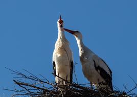 storks in a nest in the sky