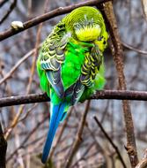sweet parrot on the branch