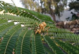 yellow spider on green leaves