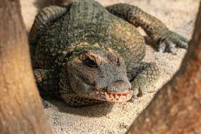 crocodile reptile green big