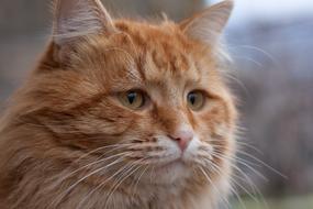 sad cat face