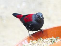 blackbird with a red pattern