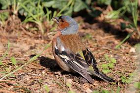 gleeful bird in the garden