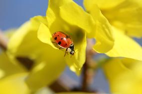 a red ladybug on a yellow flower.
