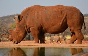 rhinoceros Africa water