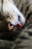 tongue cat big wild