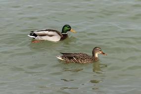 floating ducks in a lake view