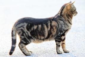 fluffy cat in winter