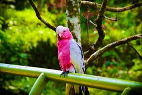 cute parrot on the fence