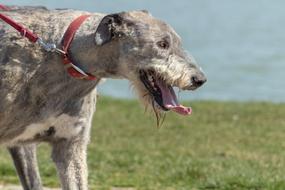 dog tongue walk