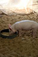 pig eats on the farm