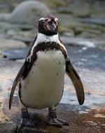 a cute penguin with a white belly
