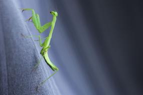 insect green species
