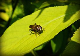 big green leaf beetle