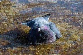 pigeon in the water