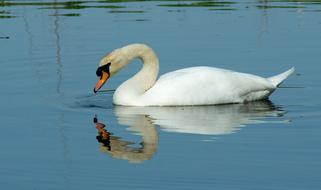 white swan in the water view