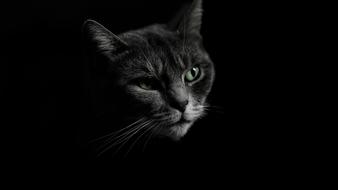 gray cat in the dark