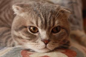 fluffy cat with cute ears