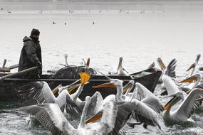 pelicans lots of water people